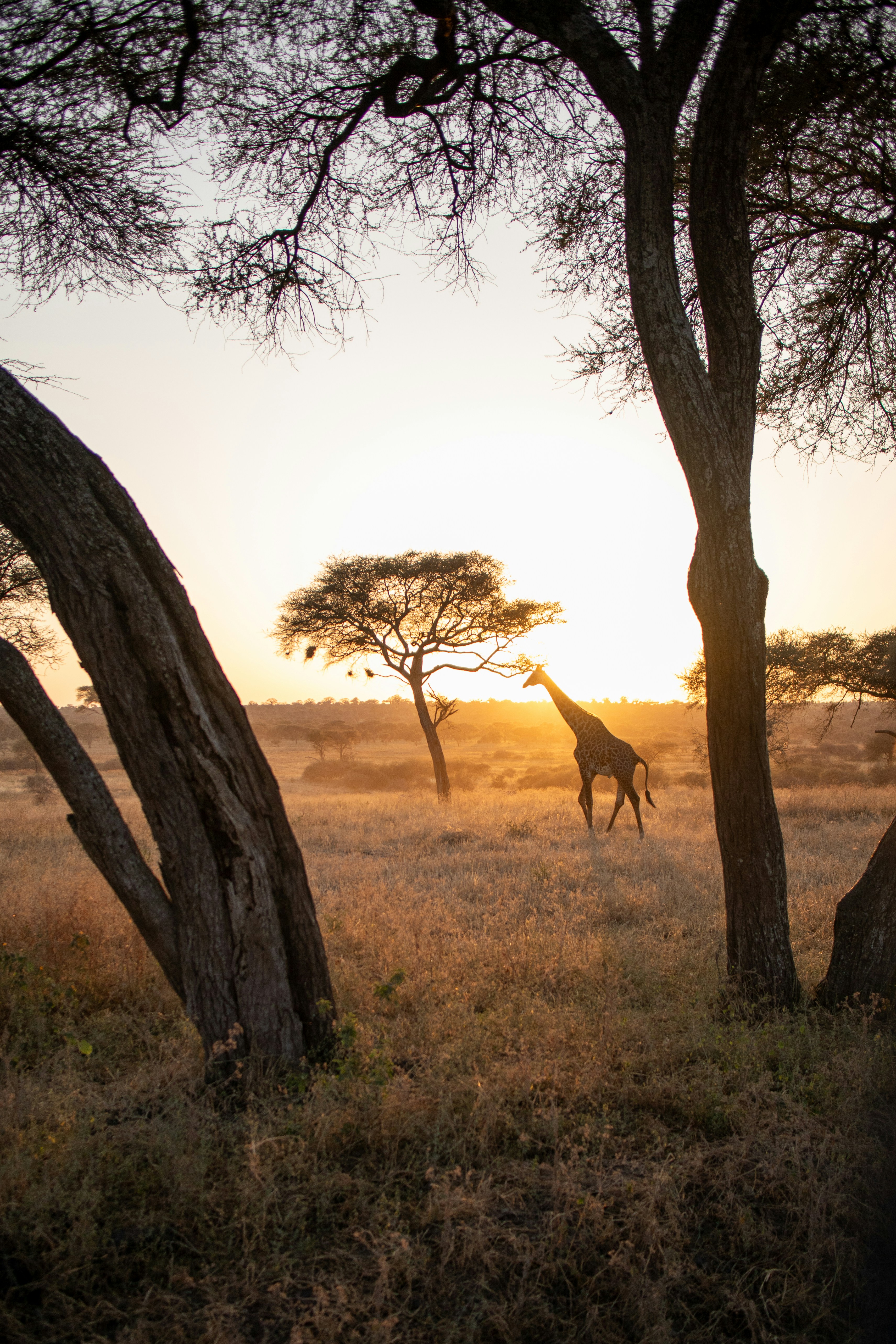 Safari experiencial en Tanzania